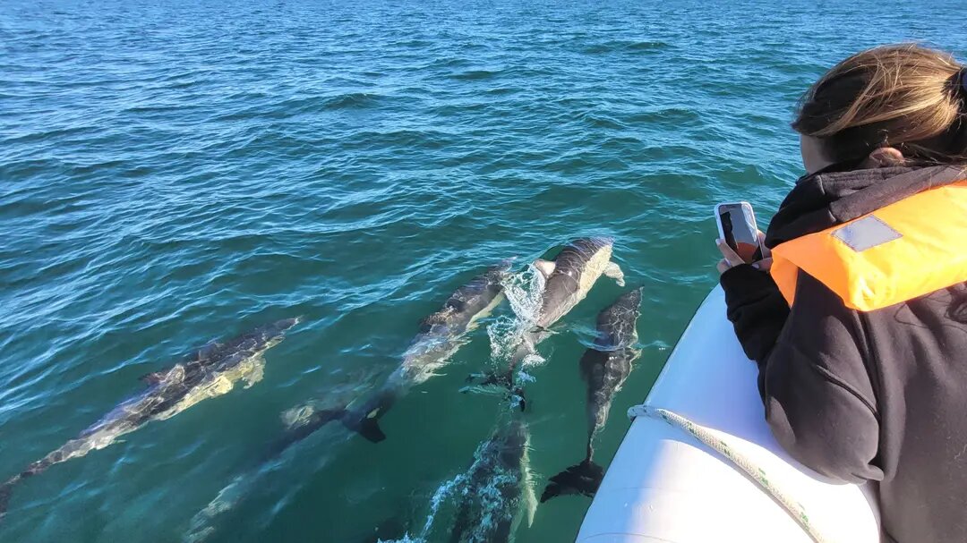 Viví la aventura de navegar con delfines en el Golfo San Matías
