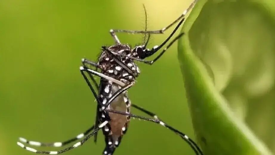 Salud recomienda medidas para evitar la propagación del dengue