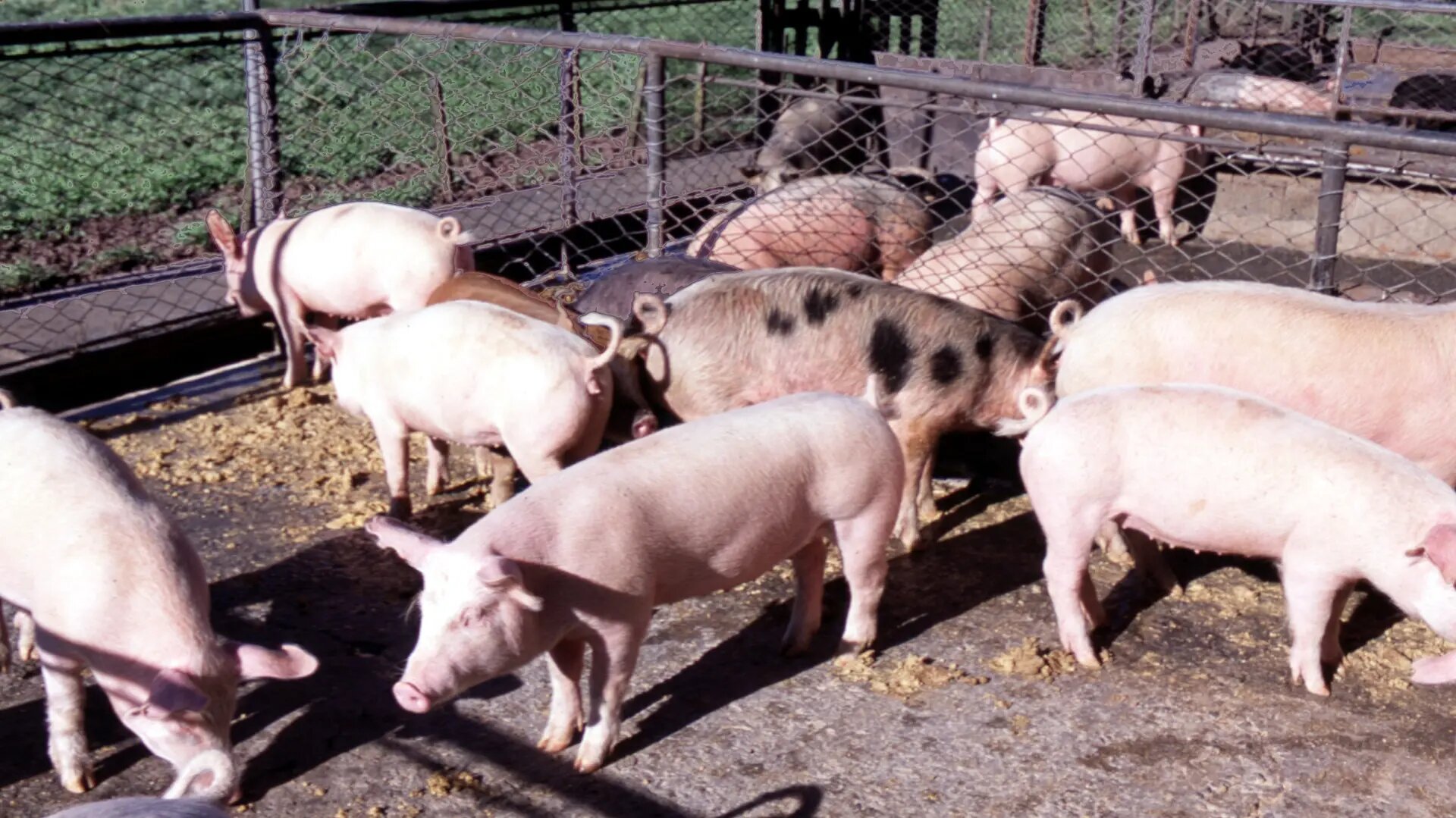 Producción continúa trabajando en la mejorar la genética porcina
