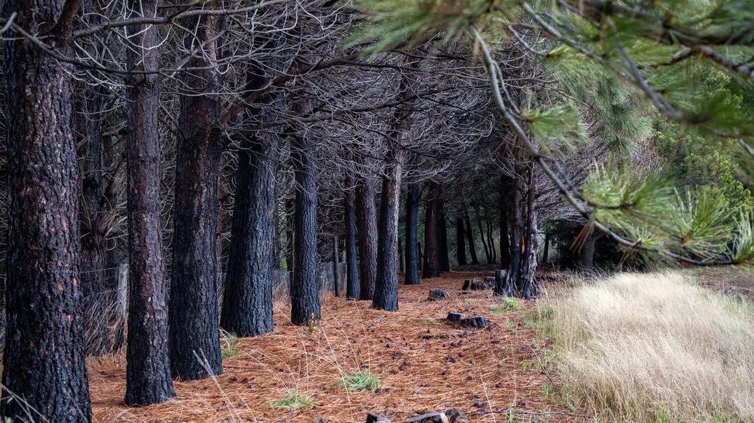 Asumió el nuevo Directorio de la empresa forestal rionegrina