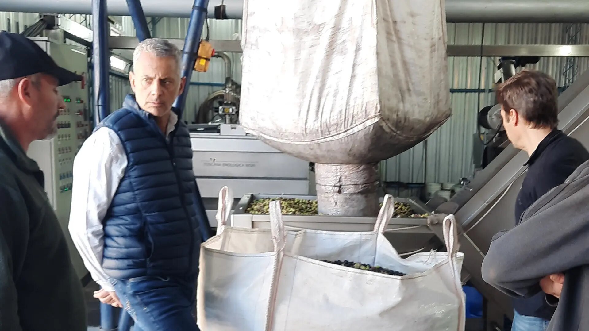 Con gran éxito, Río Negro lleva adelante la cosecha de olivos 2023