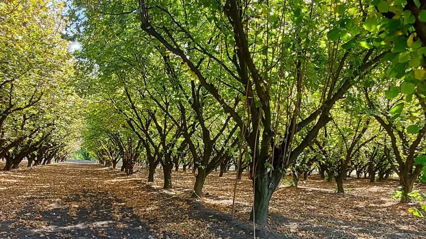 Río Negro, principal provincia del país en producir avellanas