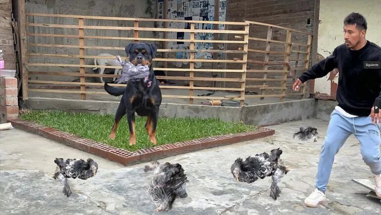 Su perro mató a 50 gallinas de la vecina: tremenda multa