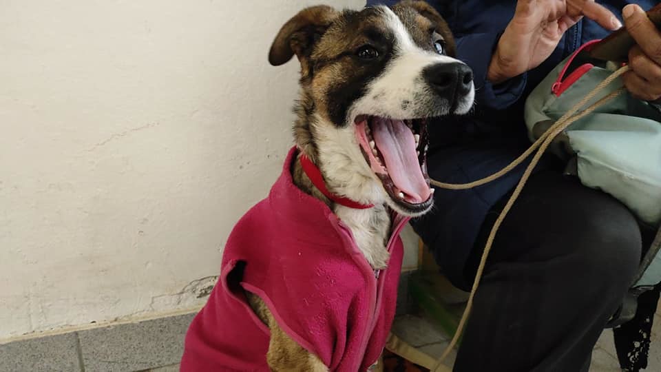 Cómo Realizar Denuncias por Maltrato Animal en Cipolletti