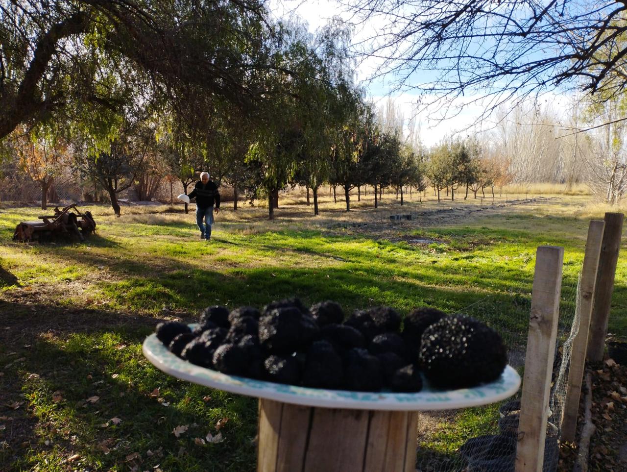 Río Negro Innova en la Producción de Frutas 