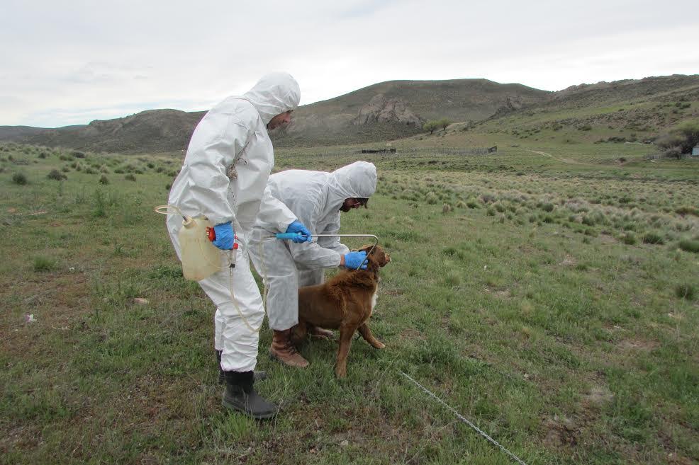 Destaca el Rol del Veterinario en la Salud Pública 