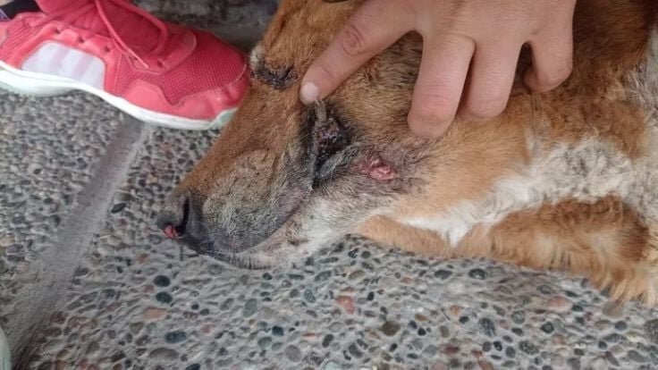 Mató a un perro en la calle y lo buscan, en Cipolletti