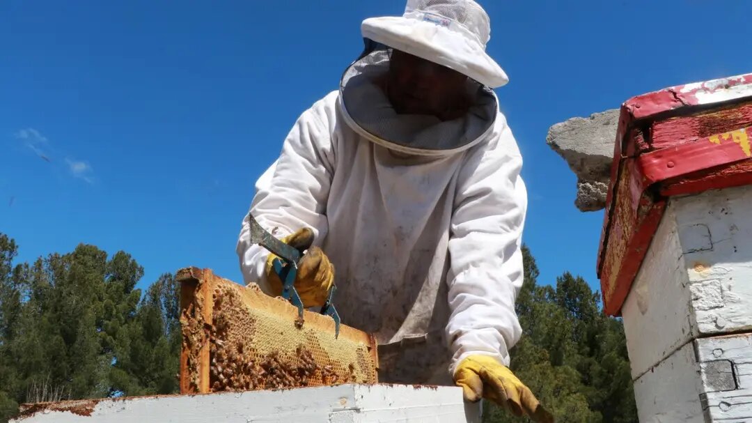 El Consejo Apícola se reunió para delinear acciones con productores y organismos