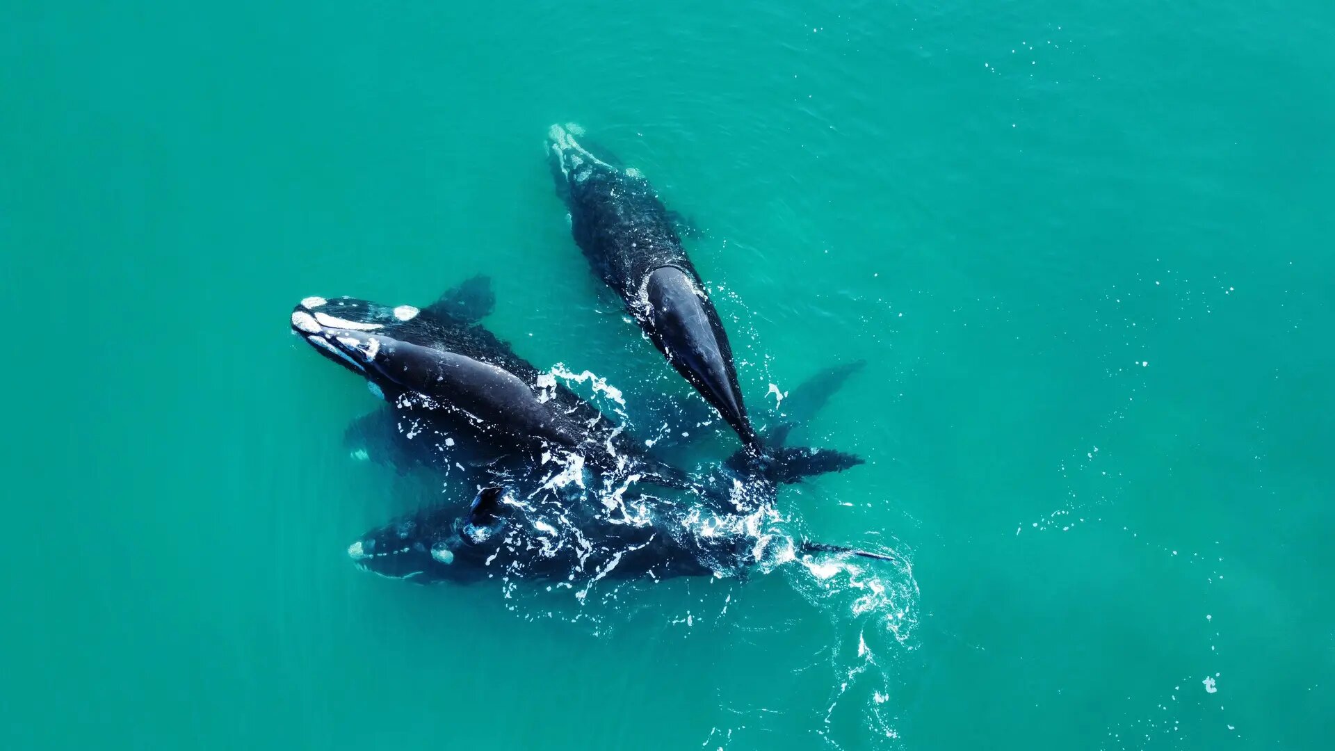 Avistaje de ballenas en el Golfo San Matías: una experiencia distinta