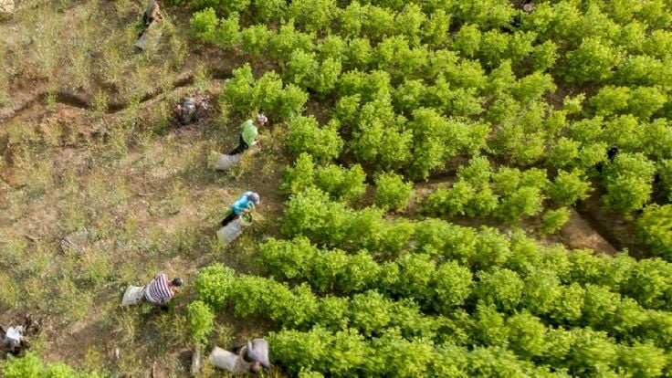 En Colombia la producción de cocaína creció 53 por ciento