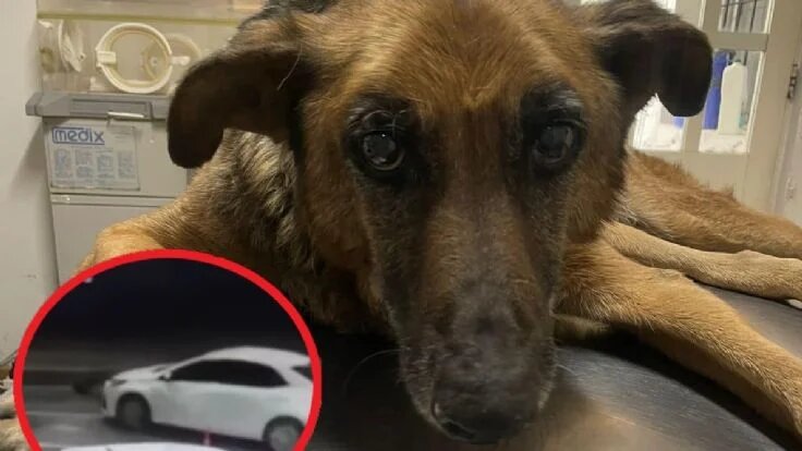 Tristeza total: murió Pipi, el perrito atropellado en una estación de servicio en Neuquén: el conductor se fugó