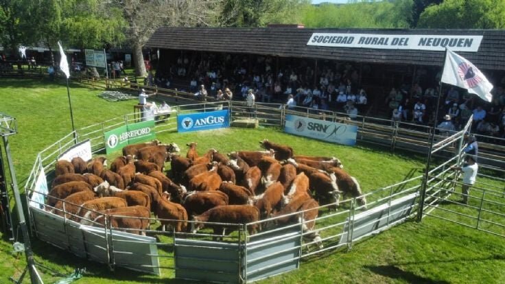 Exitoso remate y ventas en el cierre de la Exposición de Bovinos en Neuquén