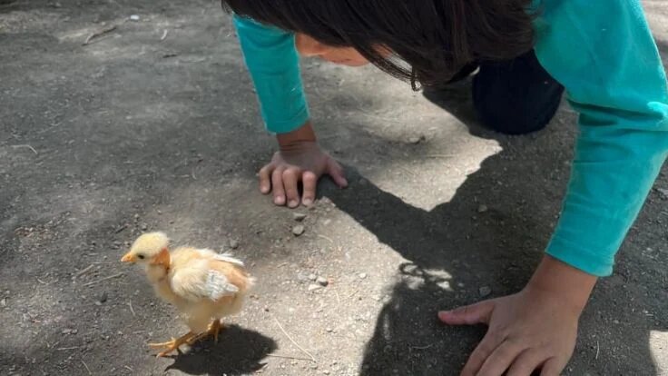 Historias del norte de Neuquén: el pequeño Santi y su pollito cogote pelado en el Cajón del Curi Leuvú