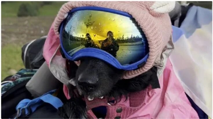 Más de 2 millones de personas siguieron la aventura de una motociclista y su perra bajo la lluvia